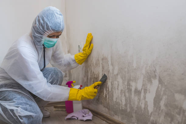 Professional Mold Removal in Millersburg, OH