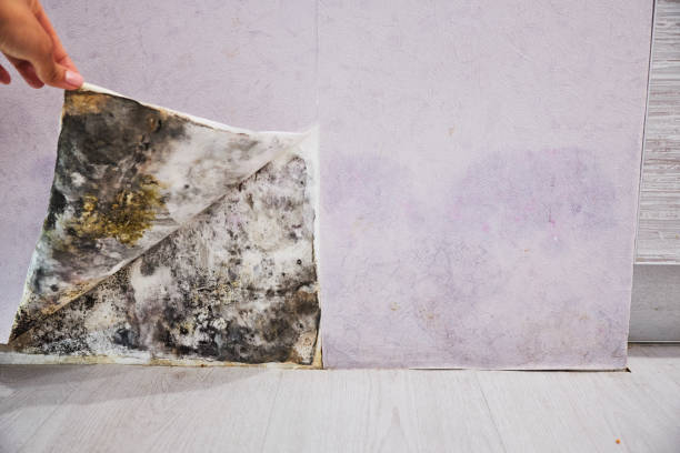 Best Black Mold Removal  in Millersburg, OH